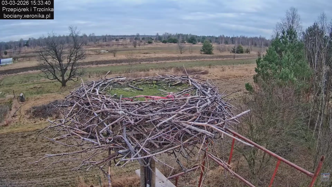 03032026 Prace przy gnieździe 0