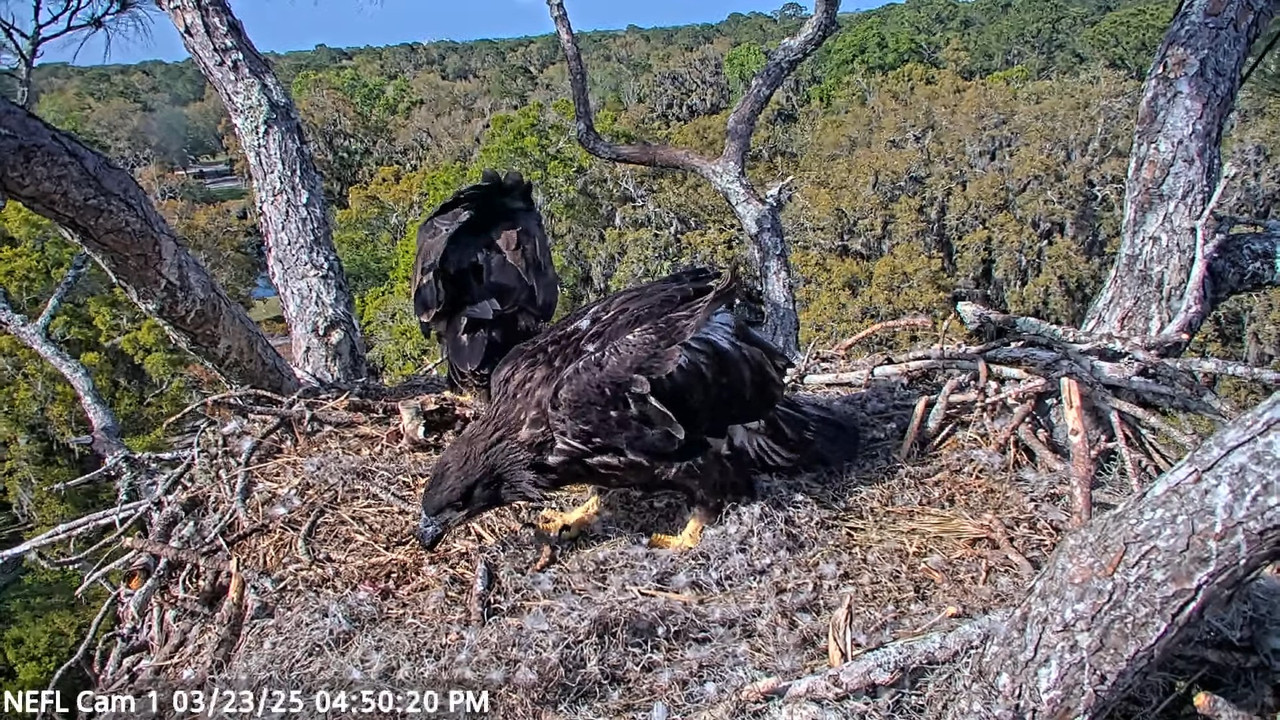 NEFL Cam 1 — tiešraidē Bald Eagle Cam 2-32-40 screenshot
