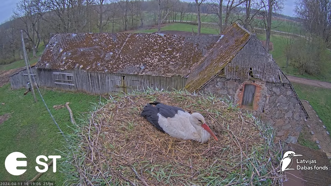 Baltie stārķi (Ciconia ciconia) Tukuma novadā - LDF tiešraide __ White storks in Tukums, Latvia 13-4