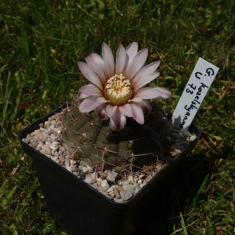 Gymnocalycium bodenbenderianum (kozelskyanum) U 73 nr 3