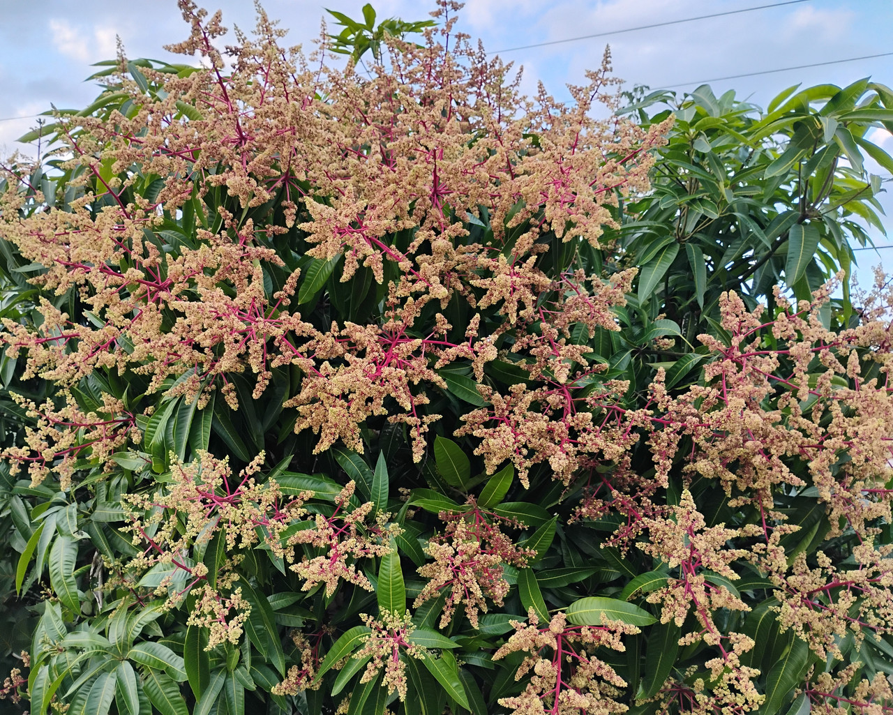 IMG 20260113 172034649 HDR 2