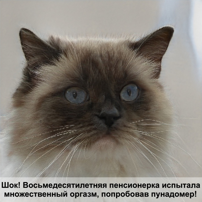 вислоухие кошки рыжего окраса