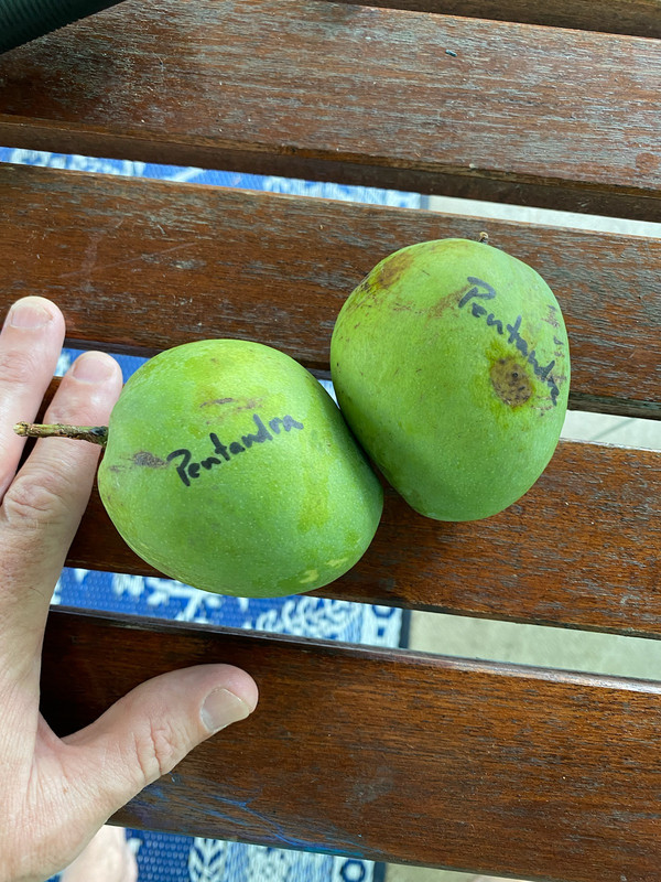 mpentandra