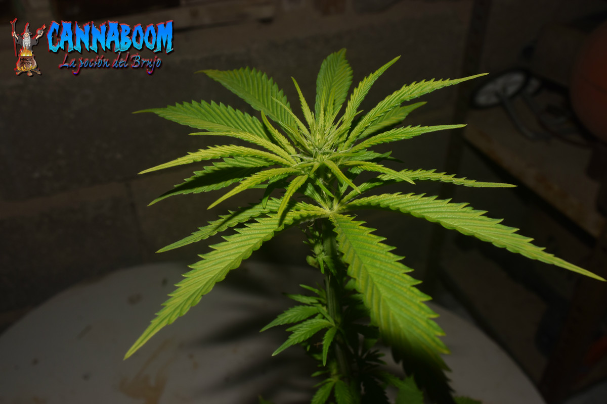 Concurso seguimientos Cannaboom línea basic- Novatonovel - Página 2 Sf-3