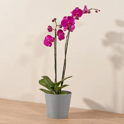 Foto que representa unas Orquidea Morada