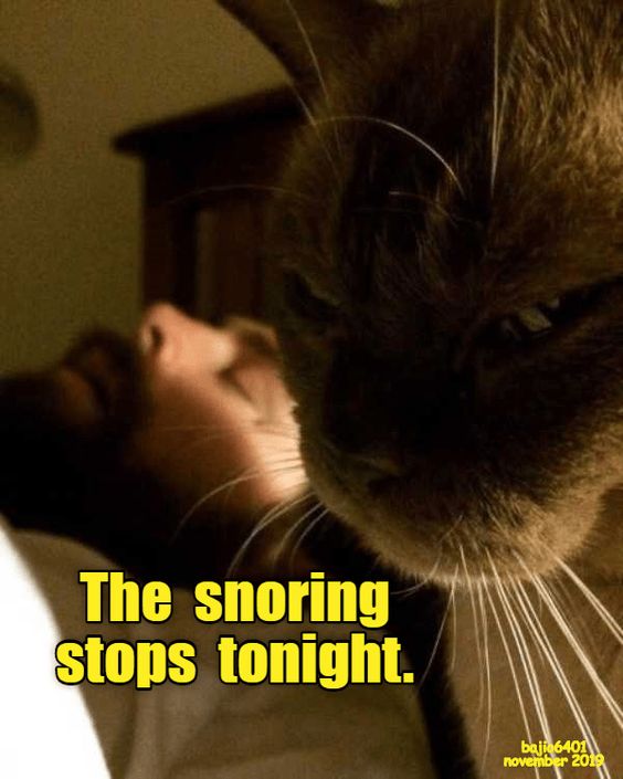 Cat Humor #8
