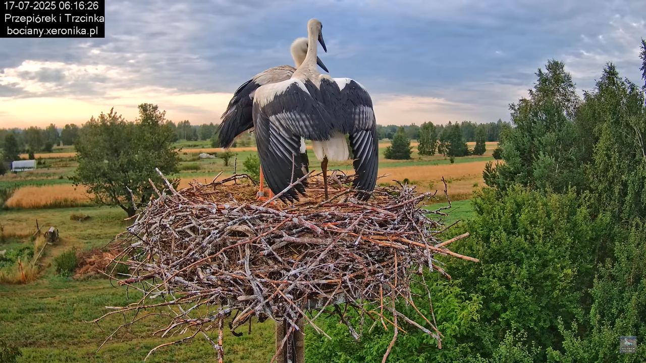 17072025bociany16