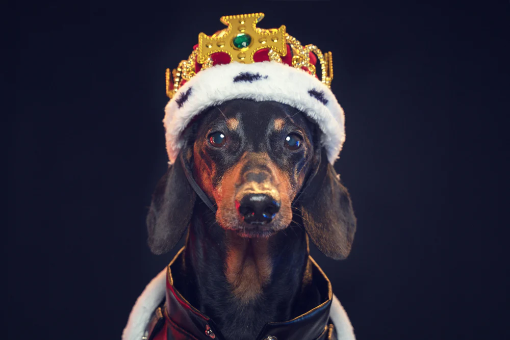 [Image: Teckel-Royal.webp]