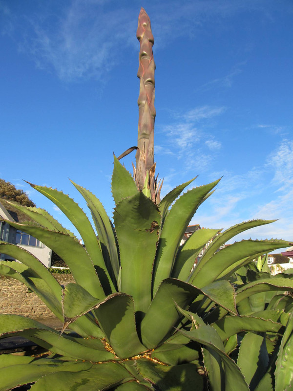 Agave salmiana