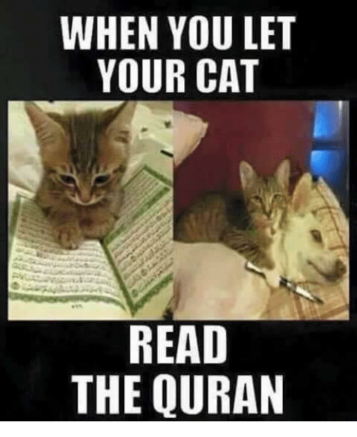 [Image: when-you-let-your-cat-read-the-quran-20866396.png]
