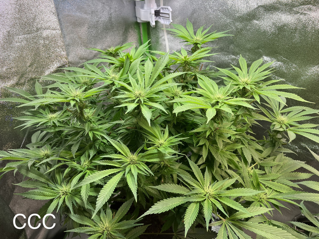 IMG_1641 (Mayo 27  2023)