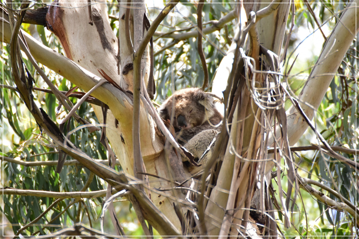 Great Ocean Road - Australia (I): toma de contacto (16)