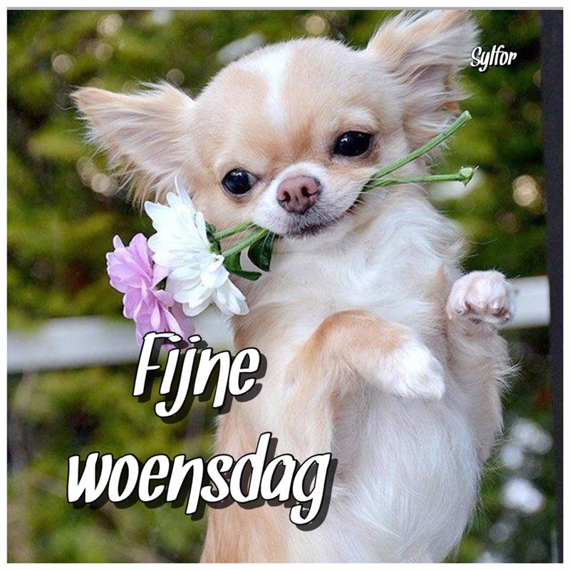woensdaghondjebloem.jpg