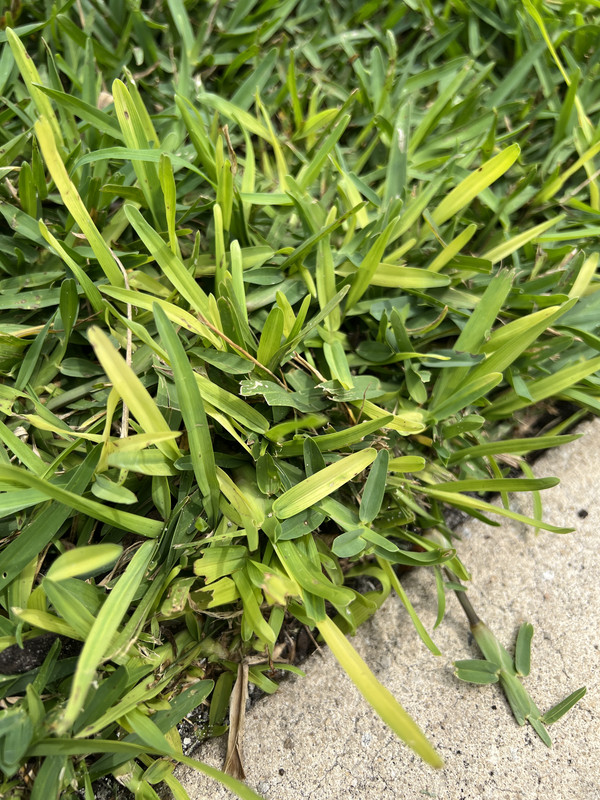 Neon yellow grass blades in Floratam St. Augustine The Lawn Forum