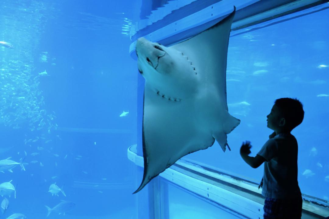Osaka Aquarium Kaiyukan