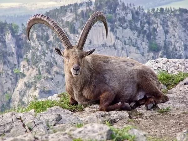 [Image: recently-extinct-animals-names-7185-5-1674850854.webp]
