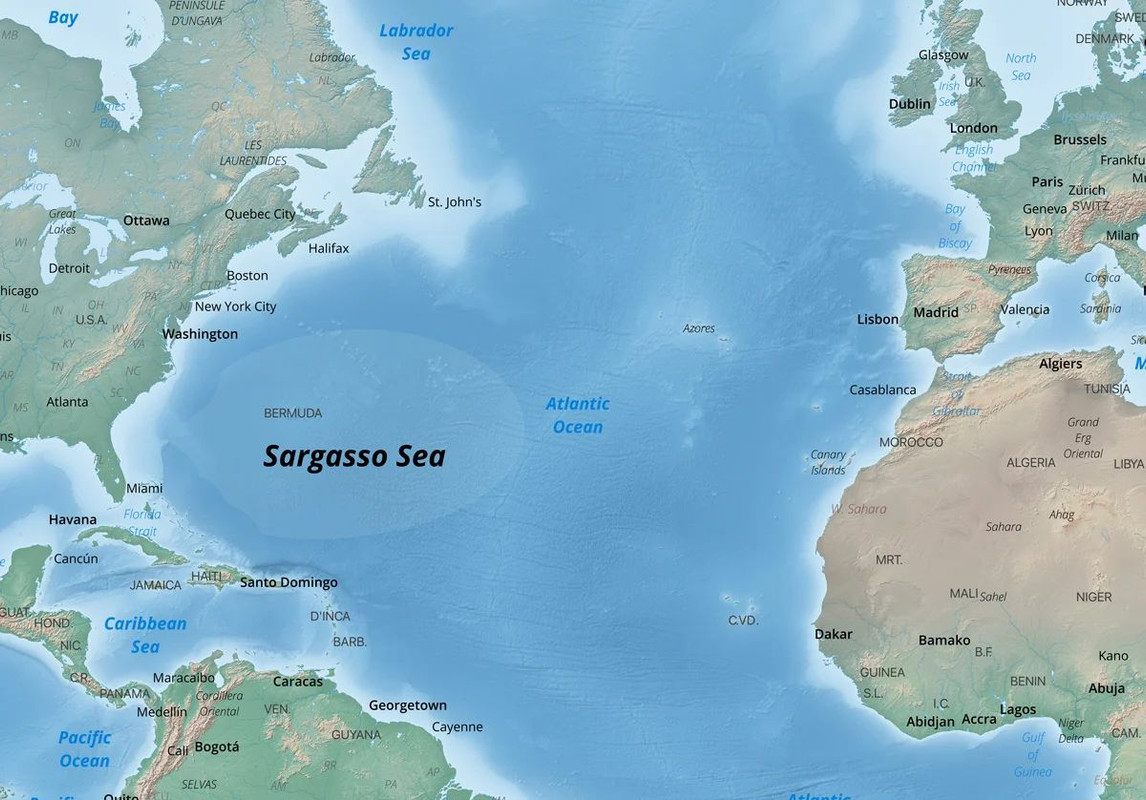 The Sargasso Ocean: A Calm However Frightening Neighbor