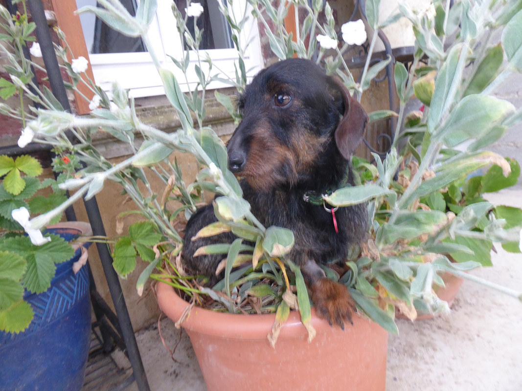 [Image: P1030329.jpg]