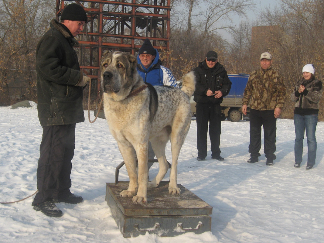 2009.11.21 Вес МУРЗА 78кг 3г (3)