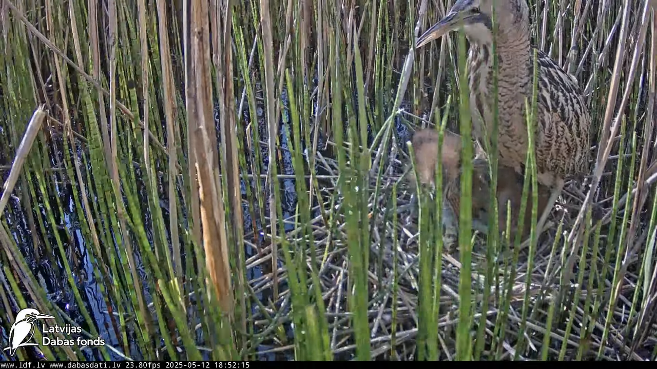 LDF Lielais dumpis (Botaurus stellaris) Zemītes pagastā 11-49-26 screenshot