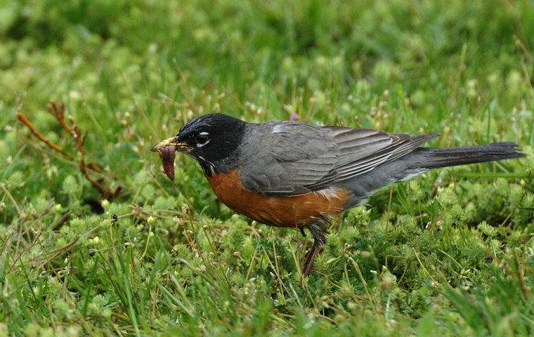 American Robin Bird