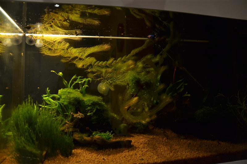 DSC_0106 (2) (Custom)