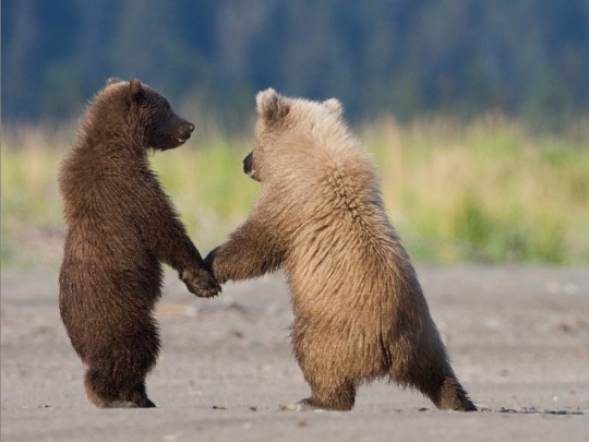 Grizzly-Bear-Cubs.jpg