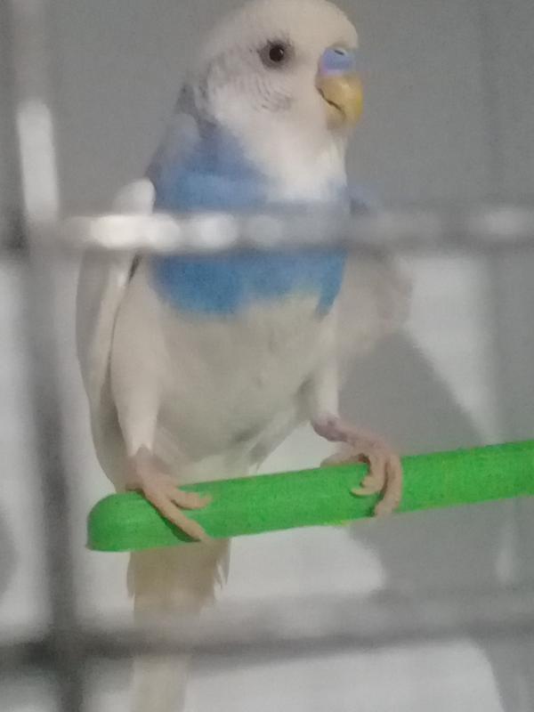 صورة