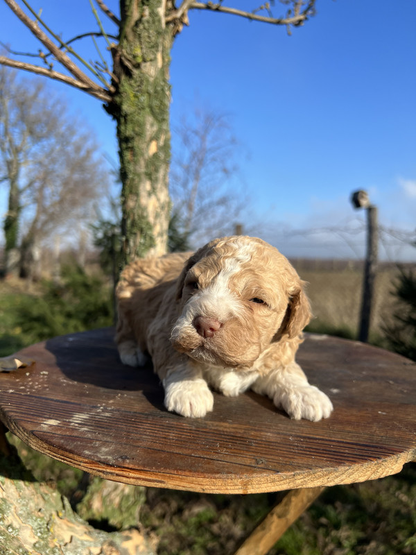 Lagotto Romagnolo male puppy – Litter F 2025 – playful orange coat with bright eyes – photo 2, 21 days old