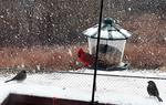 Cardinal-2.jpg
