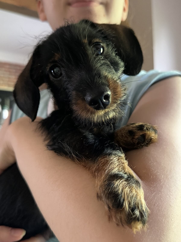 [Image: 4e82d8051f854dae27cbf82f61eed5770bd21774...9c4d5a.jpg]