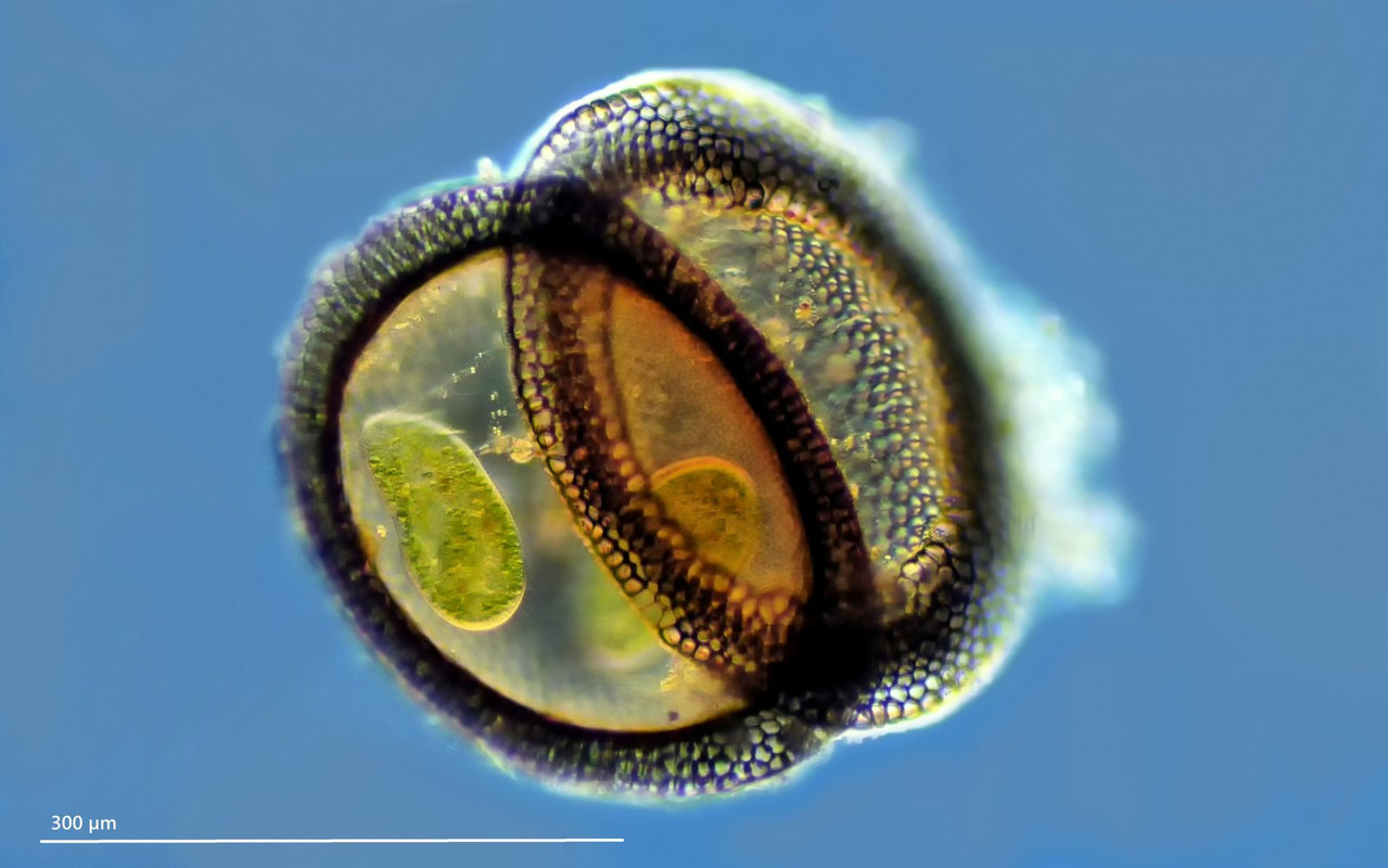 Plumatella repens Kriechendes Moostier Flotoblast (Dauerstadium) Schwimmform eines Statoblasten DIK 