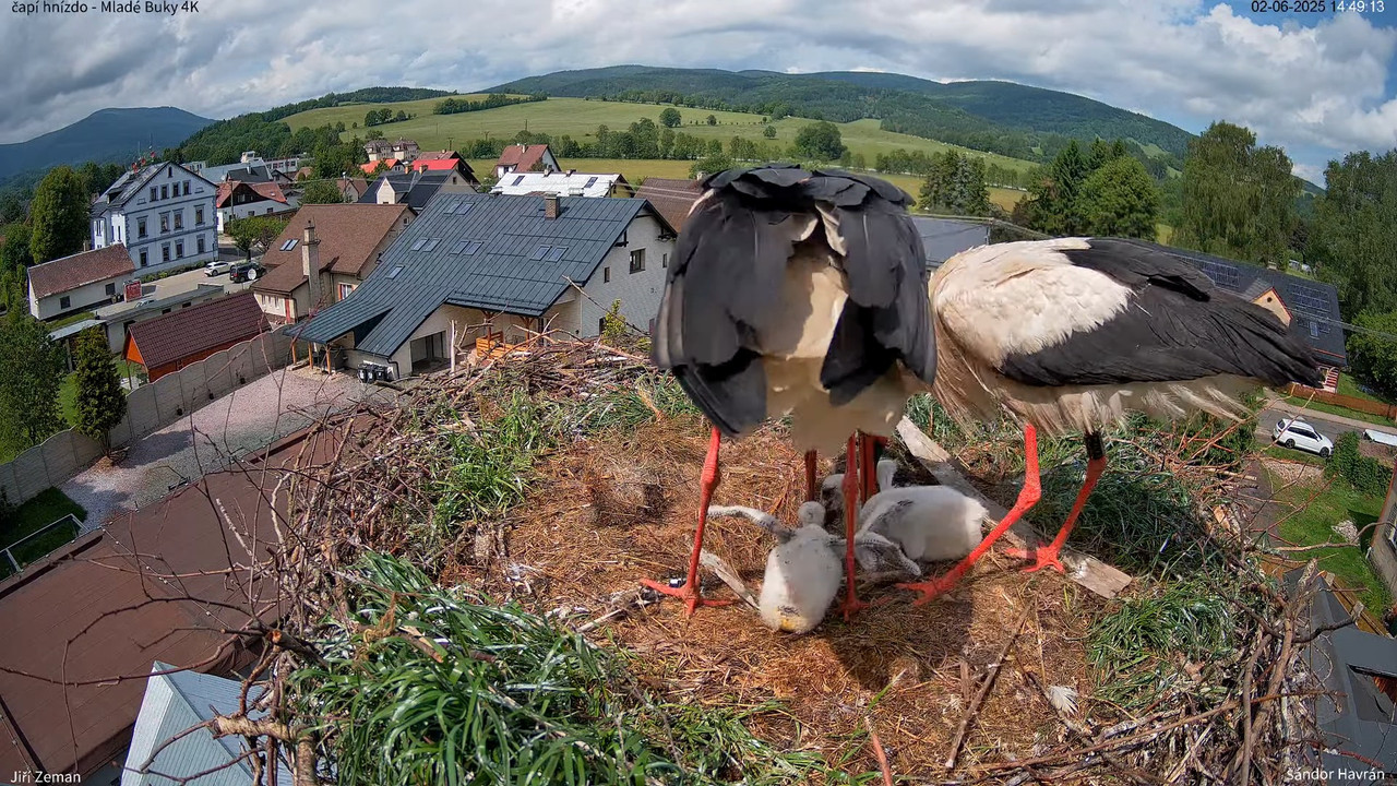 Tiešraides kamera — Mladé Buky — stārķa ligzda 4K 13-38-18 screenshot