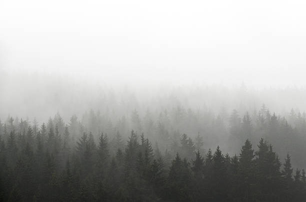 woods-fog.jpg