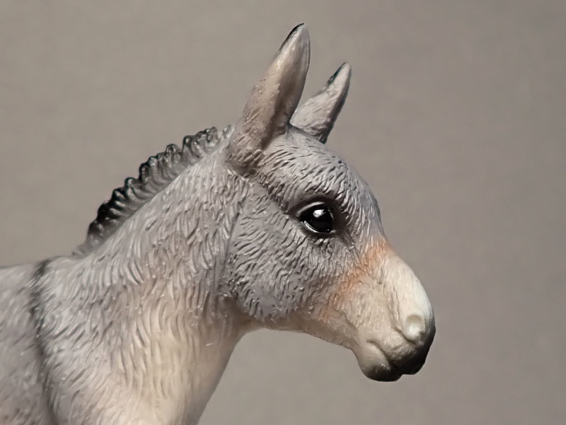 Lovely donkeys from Mojo 2020 :D P6290042