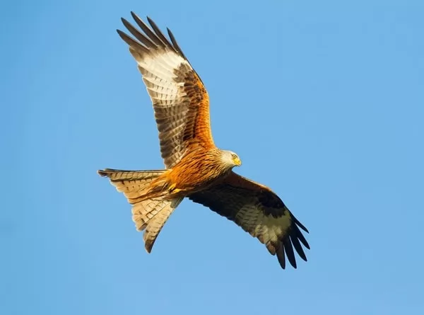 [Image: buzzard-facts-with-pictures-and-video-68...93346.webp]