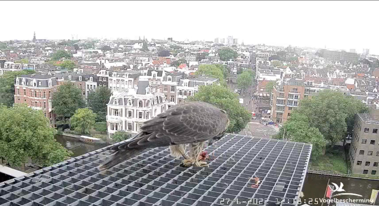 Amsterdam/Rijksmuseum screenshots © Beleef de Lente/Vogelbescherming Nederland - Pagina 33 Video-2022-06-27-122424-Moment