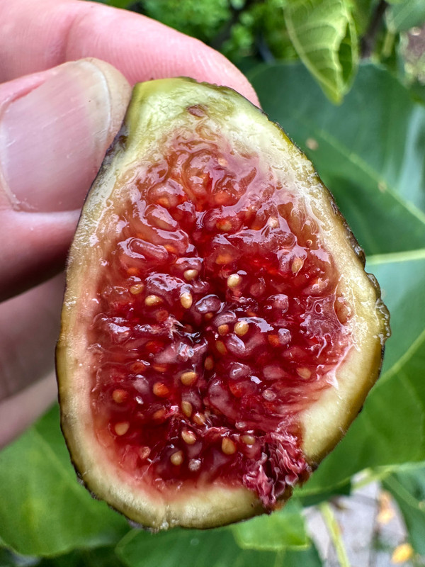 figs-440.jpg
