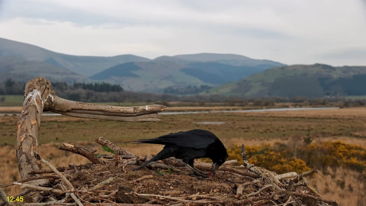 🦅 Dyfi Osprey projekts (VELSA)_ 2025. gada TIEŠRAIDE 4K kvalitātē 🦅 13-9-51 screenshot