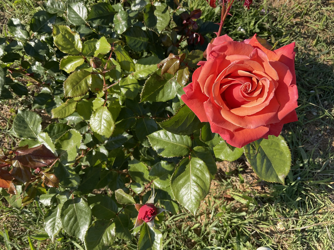 BAF62C7F-45D2-465C-8FBB-EC7B84E921D6