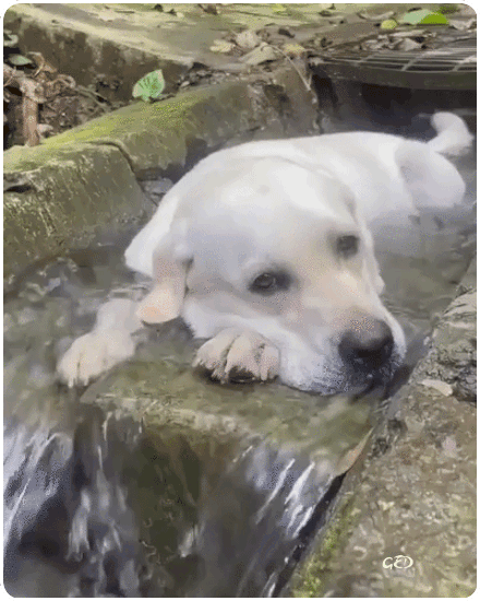 280526-labrador-eau-bain-fraiche