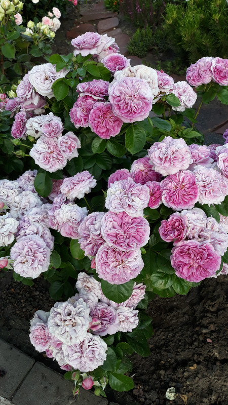 20190616_070826