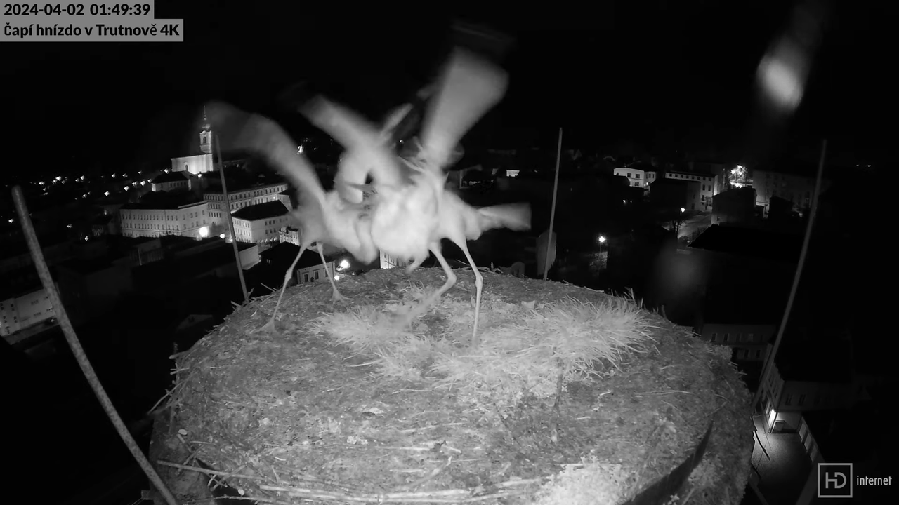 Tiešraidē no stārķa ligzdas uz alus darītavas skursteņa Trutnovā 6-38-19 screenshot
