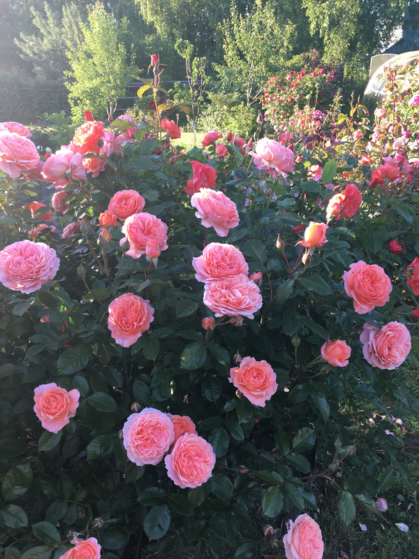 5A235AC7-59D1-4DB3-999E-FD3426BC995F