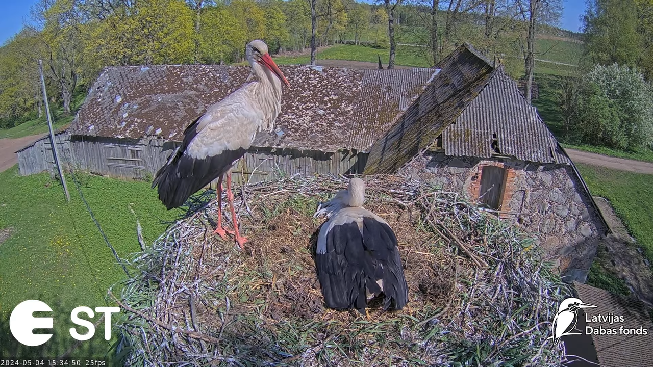 Baltie stārķi (Ciconia ciconia) Tukuma novadā - LDF tiešraide __ White storks in Tukums, Latvia 6-35