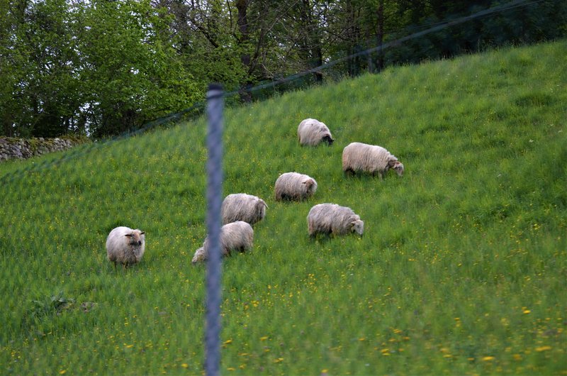 PICOS DE EUROPA-16-5-2013-LEON/ASTURIAS/CANTABRIA - Paseando por España-1991/2016 (72)