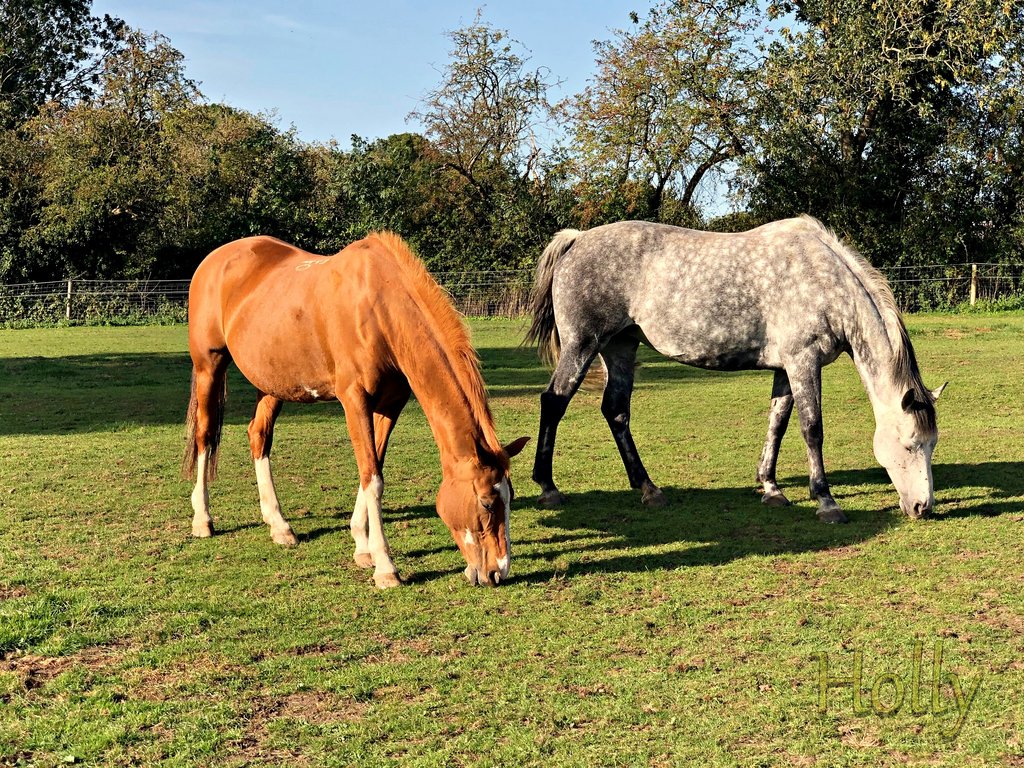animals-horses-field-HD.jpg