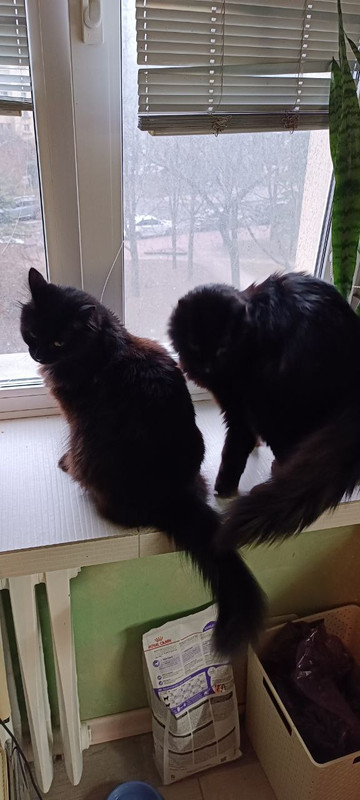 IMG 2f00989f460303bc7a5915dfa3346790 V