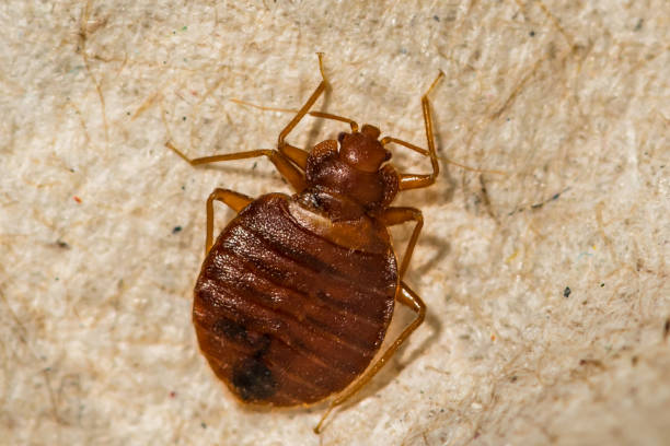 Bed Bug Treatment Kissimmee