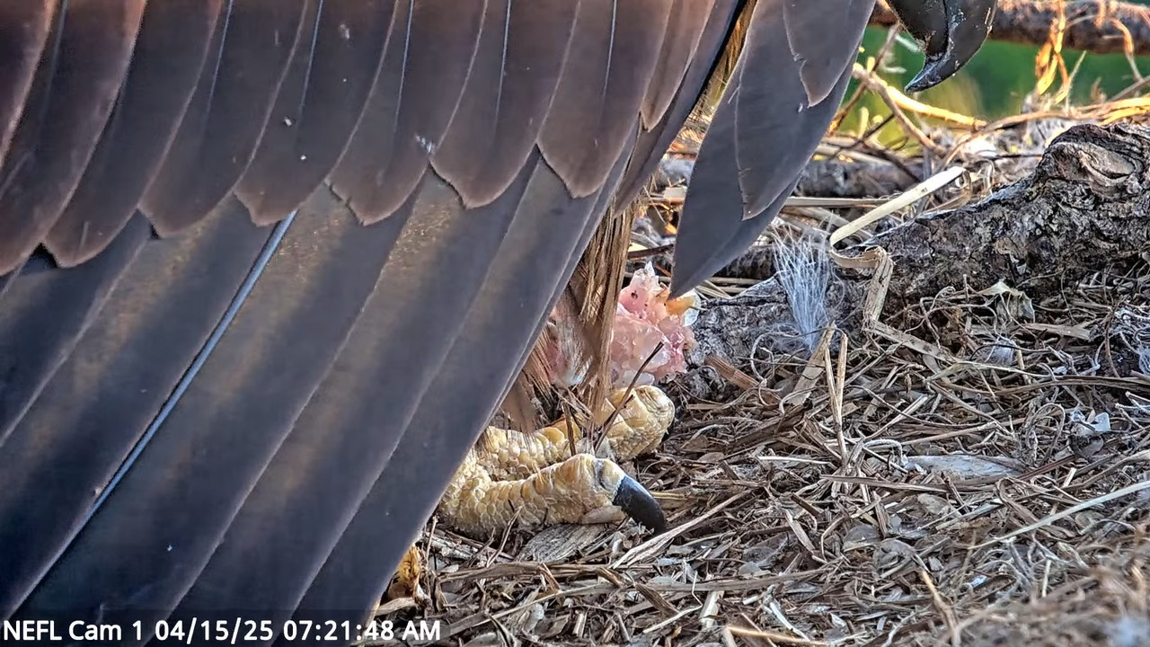 NEFL Cam 1 — tiešraidē Bald Eagle Cam 5-52-20 screenshot